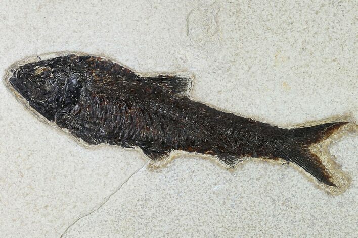 Fossil Fish (Knightia) From Wyoming - Huge For Species #163428